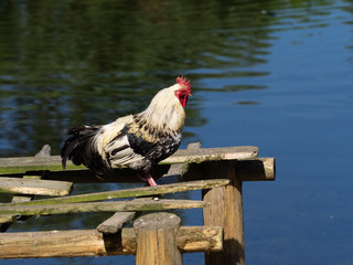 Rooster on pontoon in lake