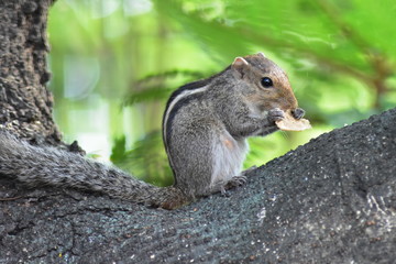 squirrel eating nut