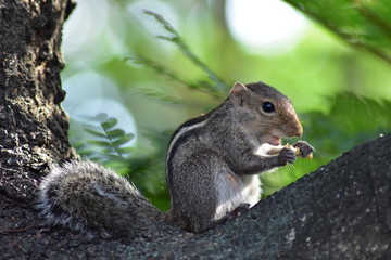 squirrel eats nuts