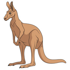 Color illustration of a red kangaroo. Isolated vector object on white background.