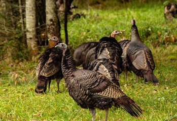 Wild Turkeys
