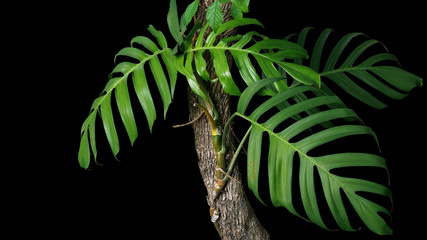 Green leaves of native Monstera (Epipremnum pinnatum) liana plant growing in wild climbing on jungle tree trunk, tropical forest plant evergreen vines isolated on black background with clipping path. - obrazy, fototapety, plakaty