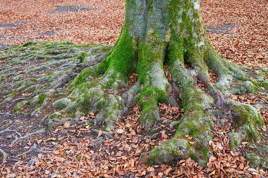 Fototapeta Ancient and magic beech forest in Basque country