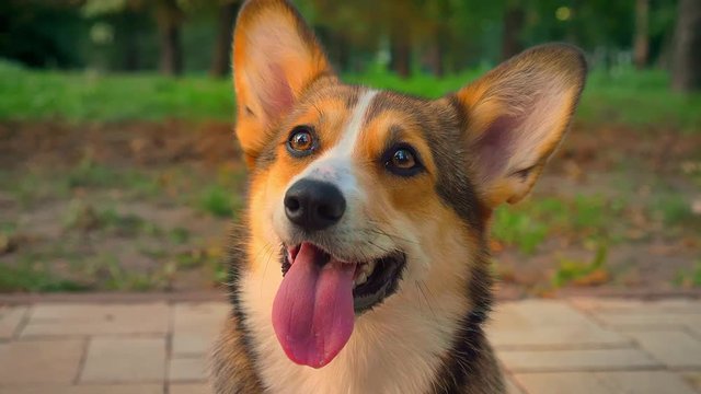 Close-up portrait of cute corgy dog calmly watching into camera showing his tongue in green park.
