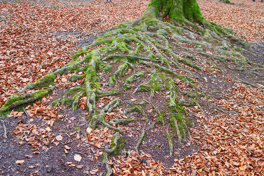 Fototapeta Ancient and magic beech forest in Basque country