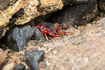 Krabbe, Grapsus