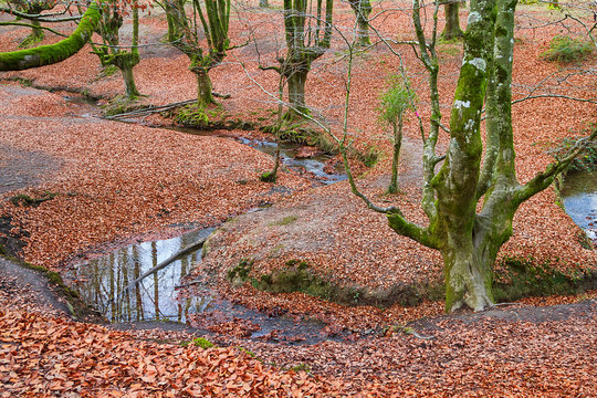 Fototapeta Ancient and magic beech forest in Basque country