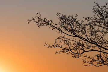 Obraz premium Alder tree branches by sunset