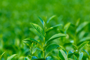 close up up tea tree