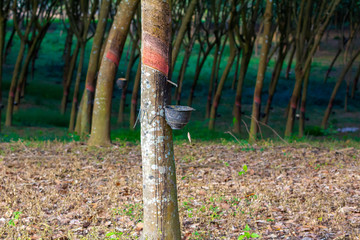 Natural latex come on bucket