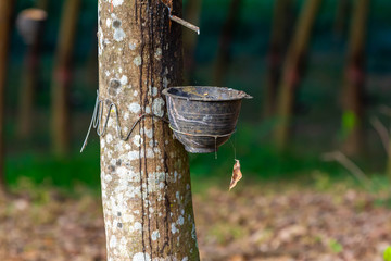 Natural latex come on bucket  in Thailand