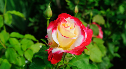 Beautiful roses in summer garden . Wide photo