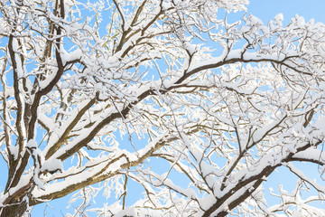 Winter branches covered with snow. Frozen tree branch in winter forest. Winter forest landscape.