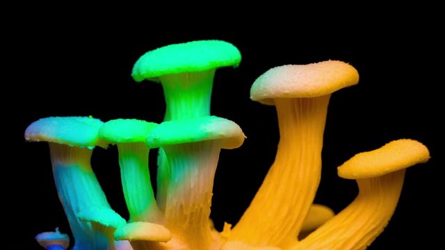 magic mushrooms multi colour growing time lapse