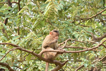 Fototapeta premium Monkey on Tree