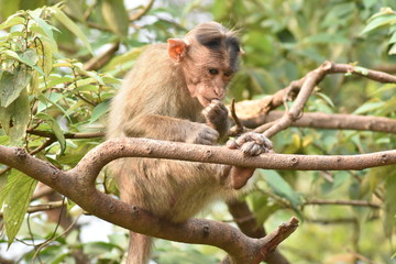 Monkey on Tree