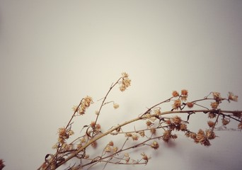 Brown rose flowers .break my heart .be sad concept. - on white background