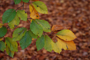Autumn leaves.