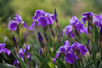 Purple irises bloom green on natural background. Spring season. Wild nature. Garden flower. Wild flowers blooming summer. Flowers texture. 