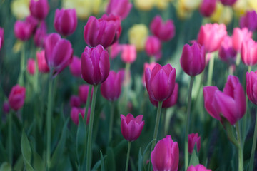 Pink tulips spring field for celebration design. Pink background. Nature floral background. Colorful spring tulips. Spring flowers. Green floral background.Natural background. 