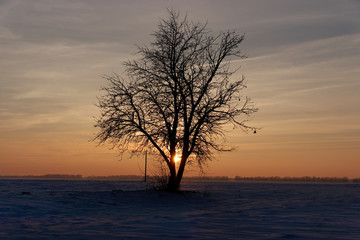 Fototapeta na wymiar Beautiful image of lonely tree on large snow-covered field, sunset.