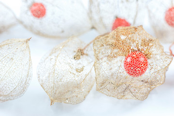 Physalis skeleton close up on white background