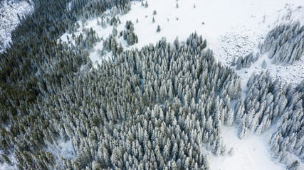 Aerial view of the forest at winter.