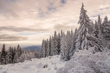 Forest pine trees in winter covered with snow in evening sunlight.