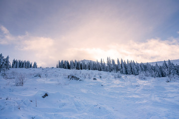 Forest pine trees in winter covered with snow in evening sunlight.