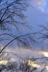 Amazing dramatic sky with tree branches at sunset. The photo was taken on the day of the blue and bloody full moon.
