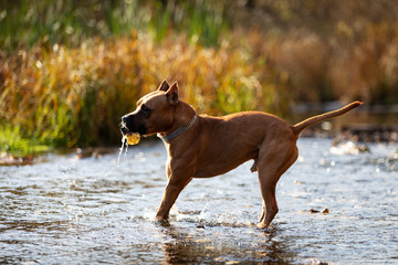 Adorable red dog walks in park at autumn