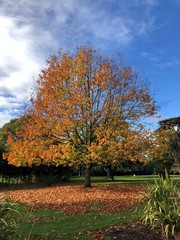 Naklejka premium Colour of Autumn