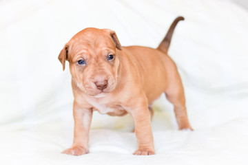 amiercan pit bull terrier puppy