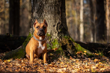 Adorable red dog walks in park at autumn