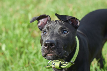 amiercan pit bull terrier puppy