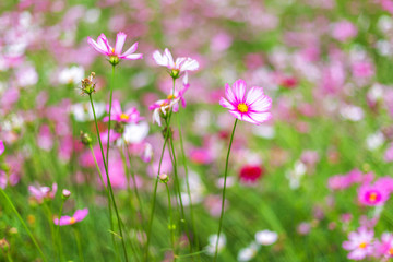 Fototapeta premium Pink flowers cosmos bloom beautifully in the garden.