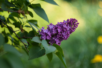 lilac on green background