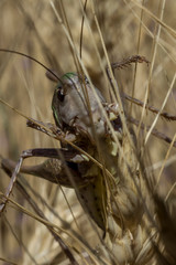 Grey grasshopper feeds on a wheat field on a hot summer day in Ukraine.