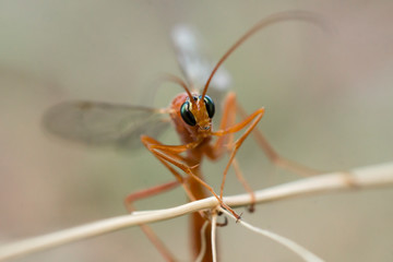 Orange wasp sits in thickets of grass and shrubs on the edge of the field in Ukraine