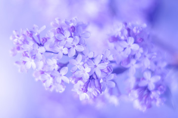 Lilac, soft selective focus. Beautiful tender spring flowers.