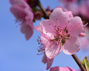 Peach blossom flowers against blue sky in spring. Macro photo. Springtime concept. Peach flower with copy space