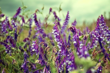 Naklejka premium Purple Flowers