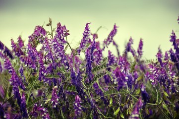 Obraz premium Flower Field