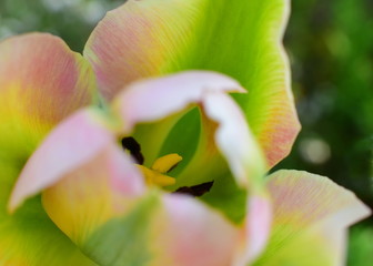 Fototapeta na wymiar Beautiful Tulip in pink, yellow and green hues. Macro photo. Flower background.