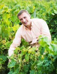 Vintner with clusters of grape