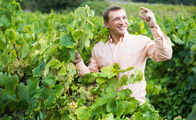 farmer near grapes in vineyard .