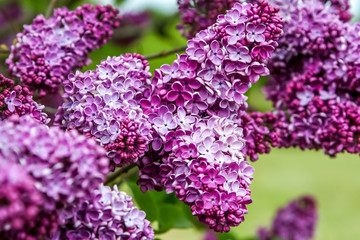 Blooming pink lilac flowers in spring season.