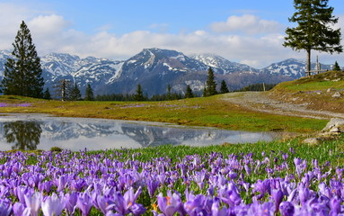 Obraz premium Amazing spring landscape from Slovenia, Europe. Velika planina in the heart of the Kamnik Alps. with a small lake surrounded by saffron and with with the reflection of distant mountains in it.