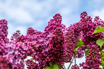 Obraz premium Blooming pink lilac flowers in spring season.
