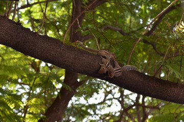 squirrel on tree